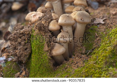Young honey mushrooms pushing up out of the ground.