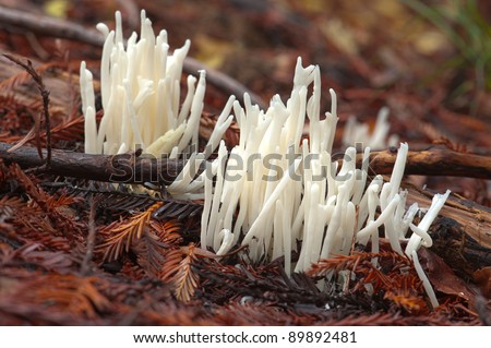 Fairy fingers wild mushrooms, also called white worm coral and white spindles