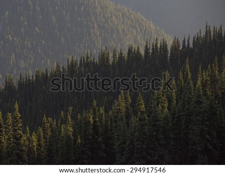 Majestic forests of the Pacific Northwest, Olympic National Park, Washington State