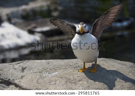 Puffin flapping wings and sunning on a rock.