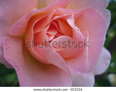 pink rose with water-drops on petals