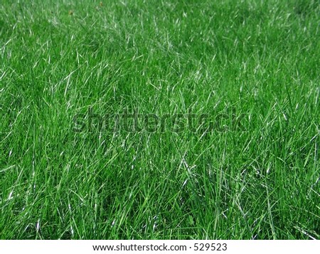 green grass blades, medium depth of field