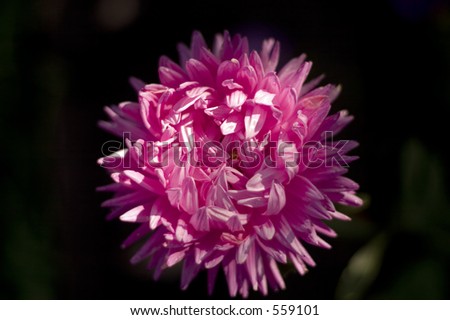 single purple chrysanthemum