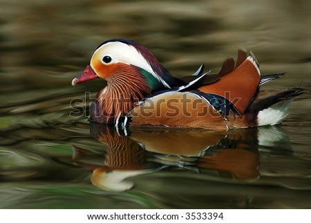 Mandarin Duck swimming in green clear pond