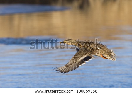 Mallard Hen in Flight