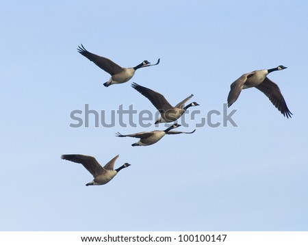 Group of Flying Geese