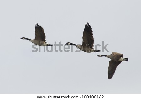 Trio of Flying Geese
