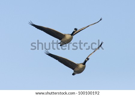 Mirror Image of Flying Geese