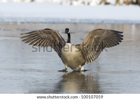 Goose With Outstretched WIngs on Ice