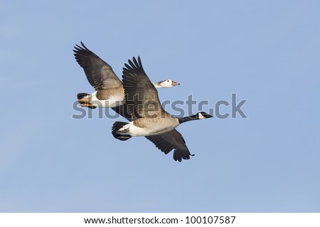 Pair of Geese Flying with Blue Sky Background