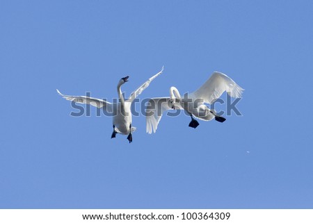 Pair of Fighting Flying Swans