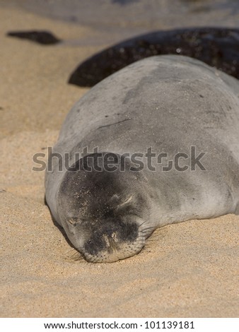 Hawaiian Monk Seal Sleeping