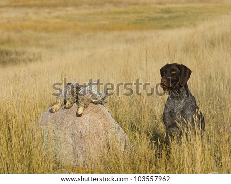 stock-photo-sharptail-grouse-and-drahthaar-103557962.jpg