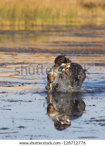 Hunting dog retrieving a duck