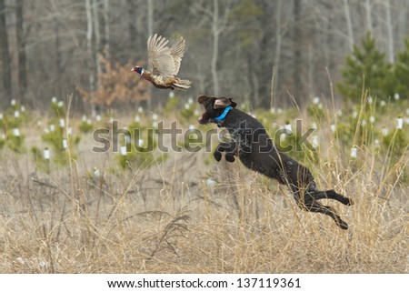Hunting Dog On Point