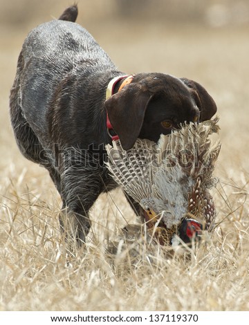 Hunting Dog with a pheasant