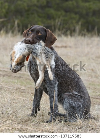 Hunting dog with a rabbit
