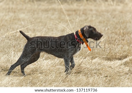 Hunting dog on point of a pheasant