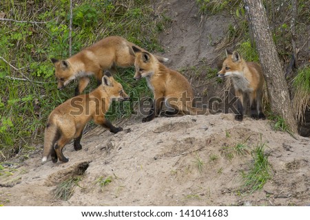 Baby Red Foxes Stock Images Page Everypixel