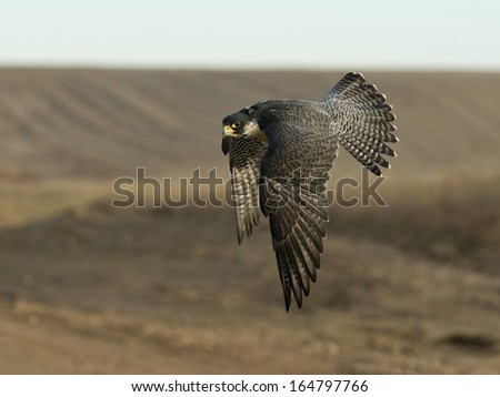 Peregrine Falcon In Flight