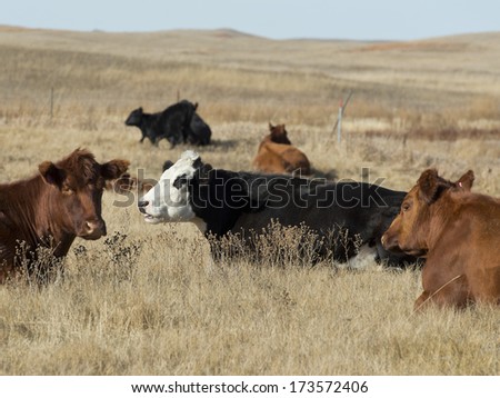 Cattle in a North Dakota Pasture