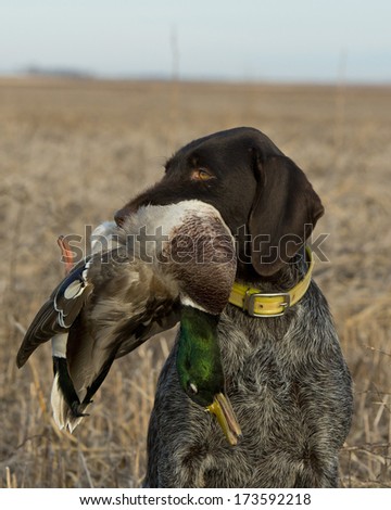 A Gun dog with a duck