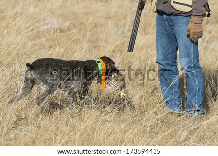 Hunting Dog retrieving a bird