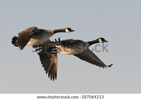 Pair of flying geese