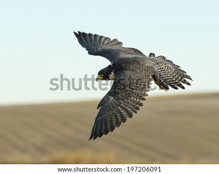 Hunting Peregrine Falcon