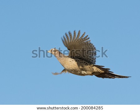 Flying Hen Pheasant