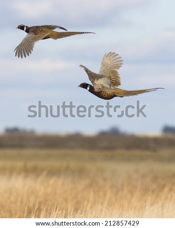 Flying Pheasant Pair