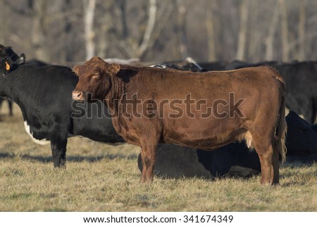 Black Angus Beef Cattle