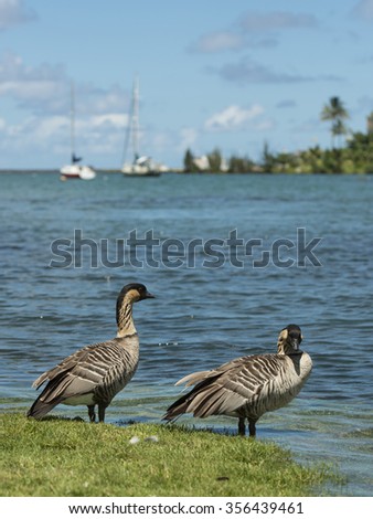 Hawaiian Geese at the ocean on the Big Island of Hawaii
