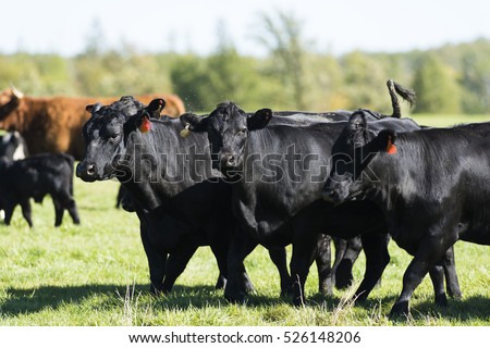 A Herd of Black Angus Cattle