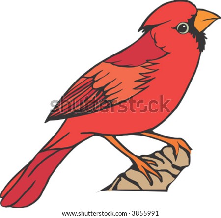 Cardinal Bird Flying on On Cherry Tree Swirly Vector Cardinal Flying Find Similar Images