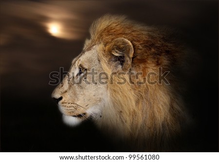 The African king with a background of moon and clouds./ Moonlight lion.