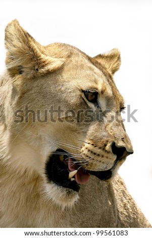 Side On Lion