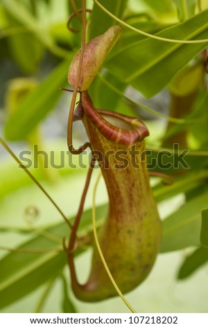 Meat eating flower that catches flies and even wasps by sending out a scent that attracts flies and wasps and catches them in there pouch/ Nepenthes Flower/ Lunds botanical garden Sweden
