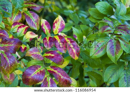 The bright color of leaves changing color during autumn/Autumn leaf colors/Nature