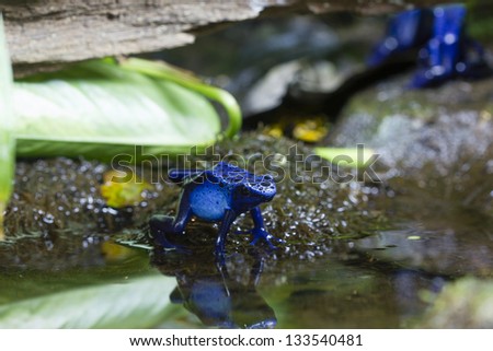 Beautiful frog reflected in water/blue poison dart frog