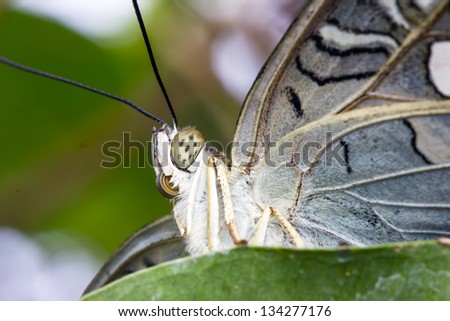 Super macro of a butterfly/Butterfly/Wildlife