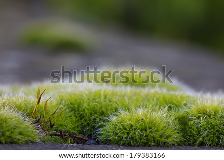 Dreamy macro shoot of green moss/Dreamy nature/Macro art