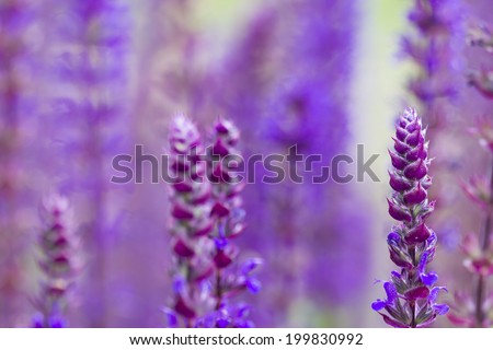 Purple flowers with differential focus/Purple flora/nature