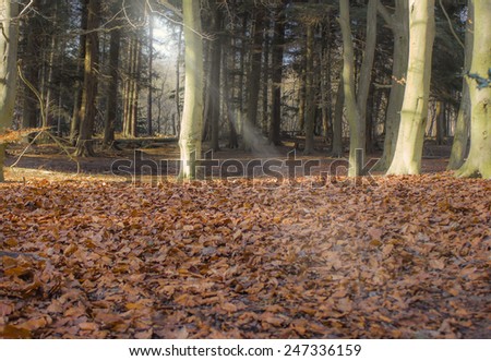 Sun bursts through the woods and shine light on the fallen leaves that are covering the ground/The woods/ North London, Trent Park