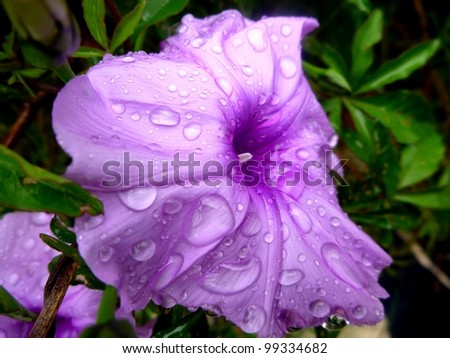 Flower power, shows a close up on a beautiful purple flower reaching for the sun after heavy rain.