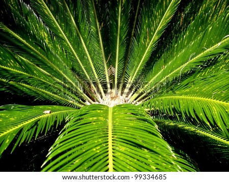 Green living is a close up on a green colorful palm tree witch stands out from the black background