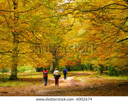 Some people walking in a forest in autumn