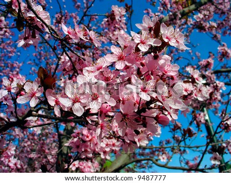 View of some nice pink almond tree flowers in a sunny spring day