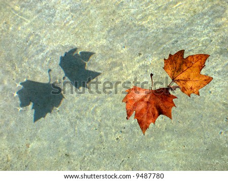 Two orange leaves floating on the water and producing an interesting shadow