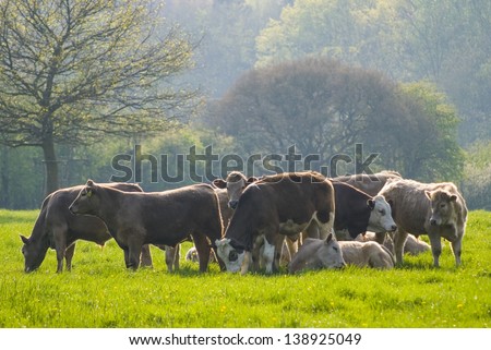 Healthy animal livestock feeding in a lush rural environment.